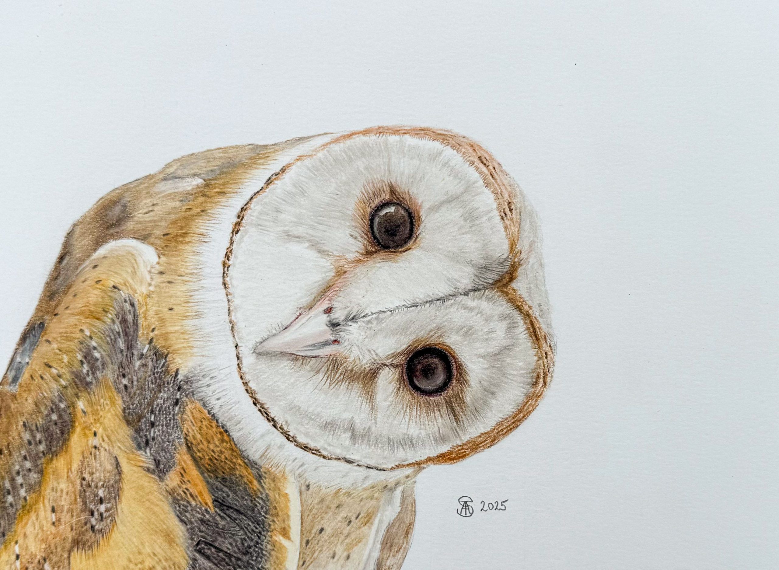 Barn Owl Portrait